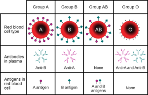 blood groups