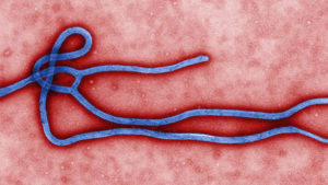 Weird facts about the dangerous disease EVD - Ebola Virus Disease